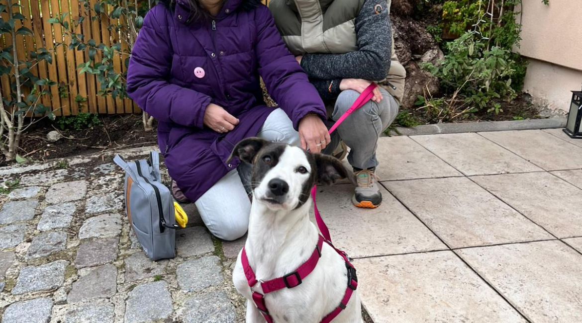 Chiens à adopter